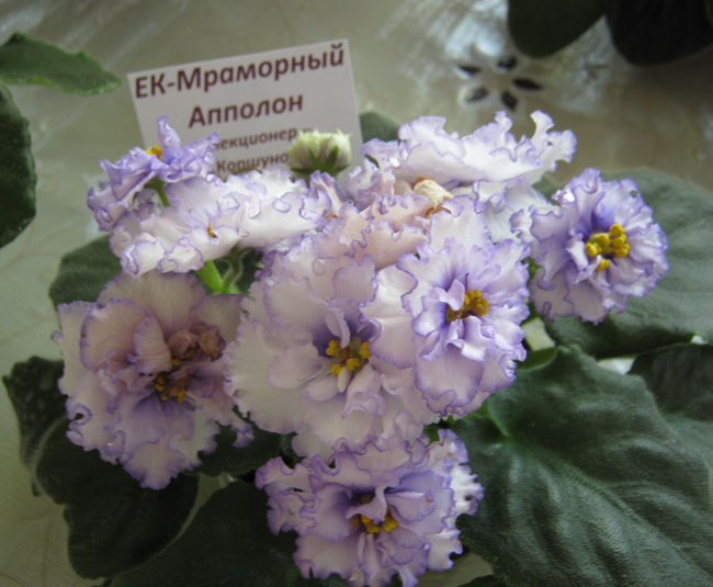 Изображение-700.jpg