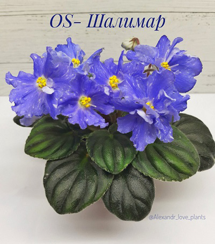 2.OS- Шалимар. Проскуряков С..jpg