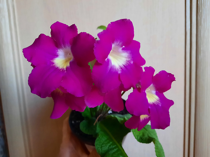 20201118_161117SL.jpg