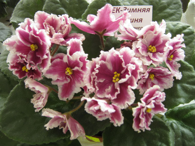 Изображение-712.jpg