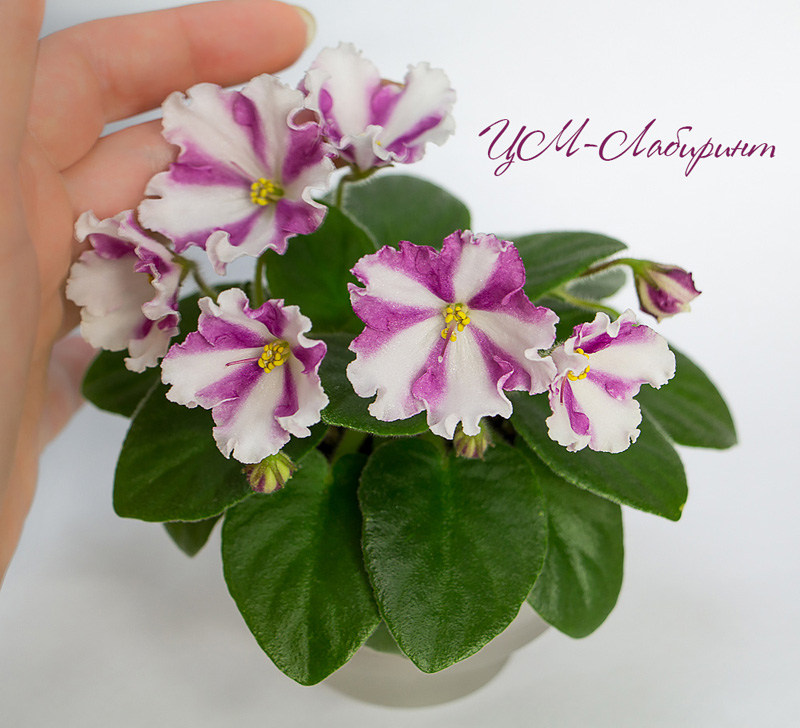 ЦМ-Лабиринт miniviolets.jpg
