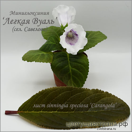 Миниглоксиния-'Легкая-Вуаль'-и-лист-Carangola.jpg