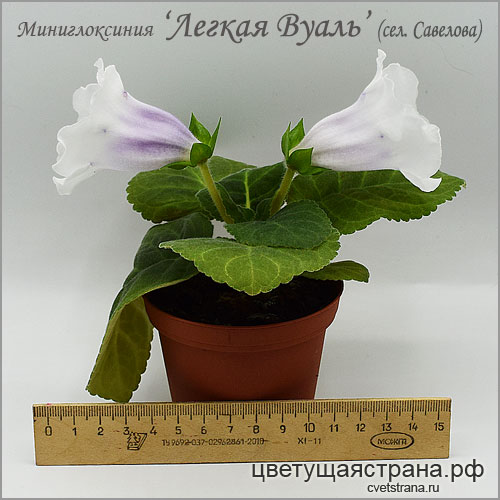 Легкая-Вуаль.jpg