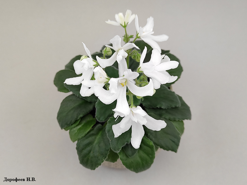 Lunar LiLy White
