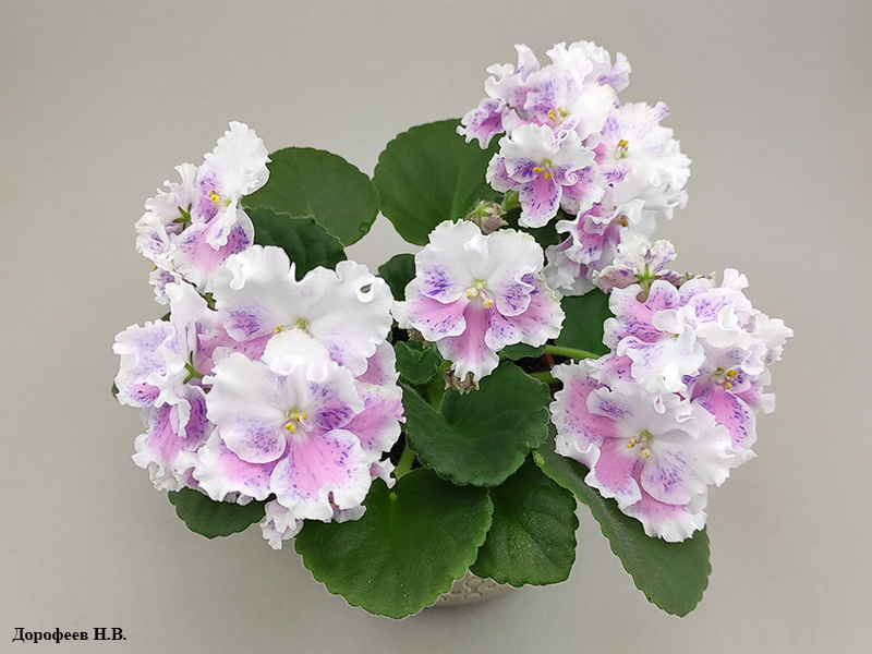 ЛЕ-Авантюра