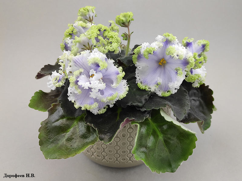 РМ-Лориана