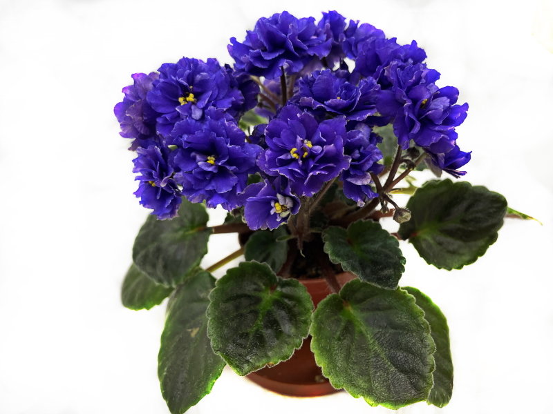 Lyon's Little Sweetheart (S.Sorano)