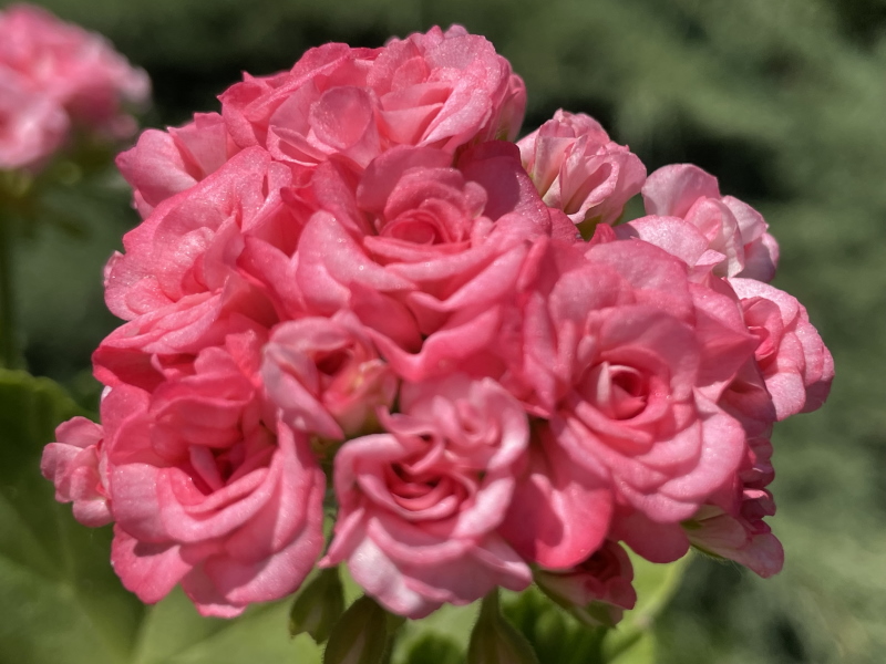 Grainger’s Antique Rose