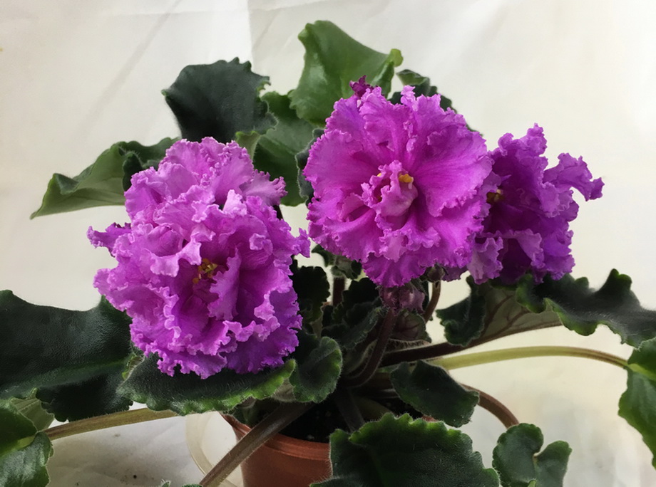КО-Сиреневый Рай