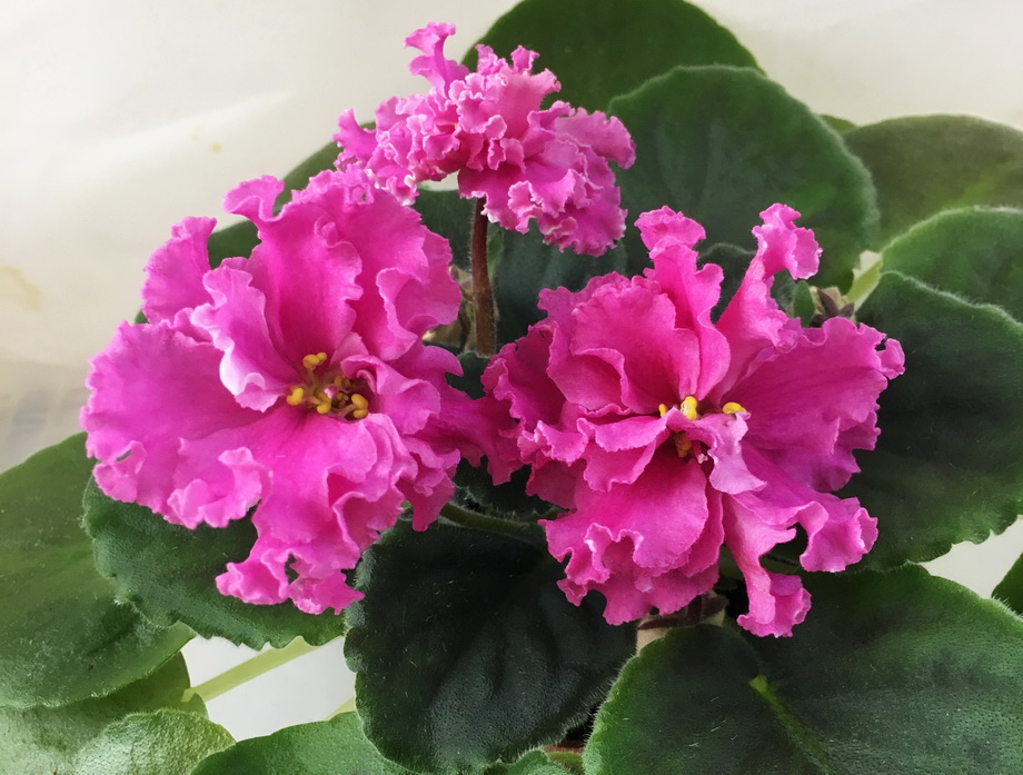 ЛФ-Сладкий Пион