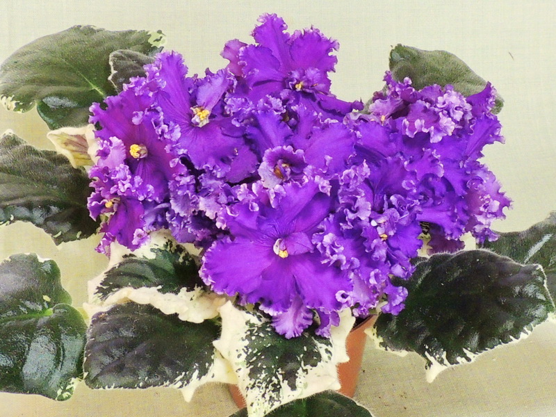 РС-Ловелас