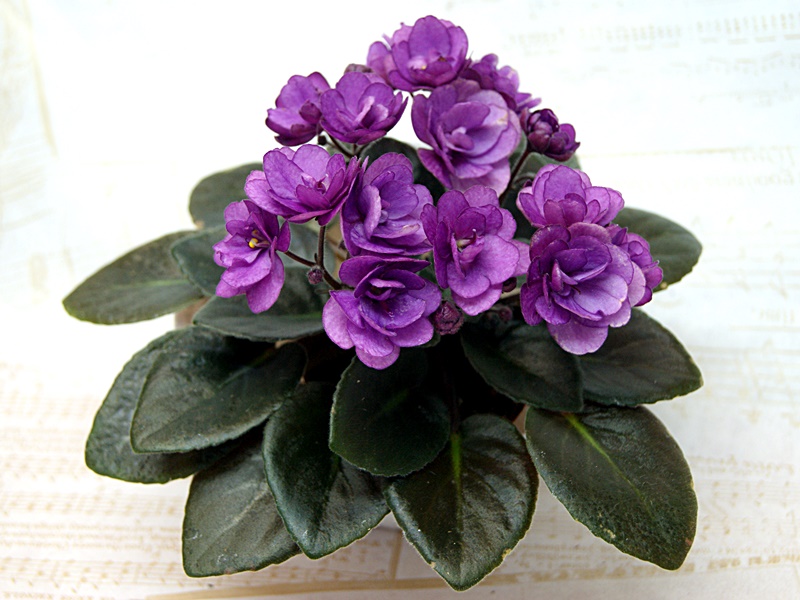 ЛЕ-Ника.JPG