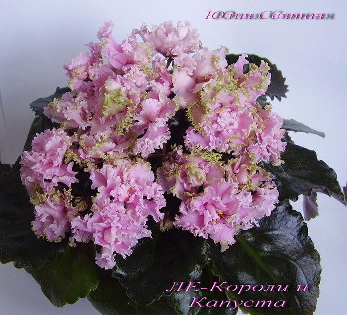 ЛЕ-Короли и Капуста (Лебецкая)