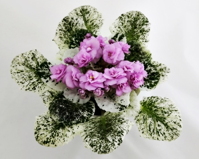 Rose Bouquet.jpg