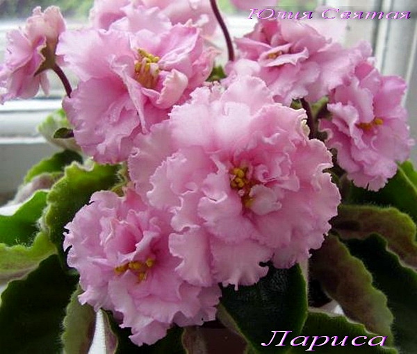Лариса (Макуни)