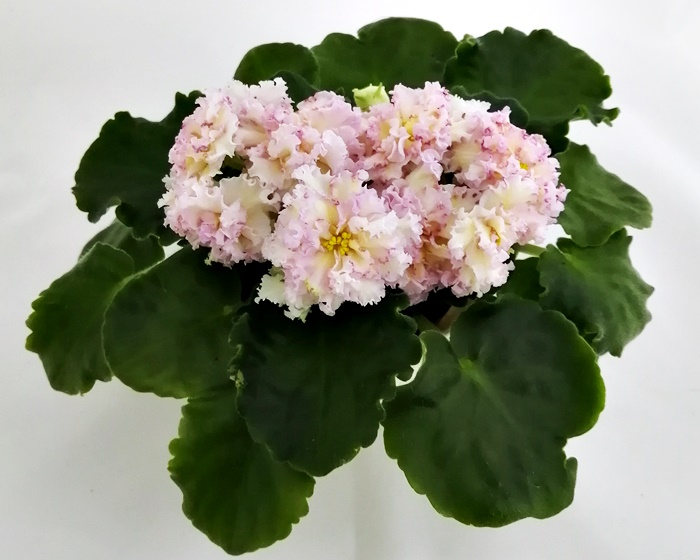 ЛЕ-Злато Скифов.jpg