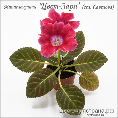 Цвет-Заря-в-2022-растение-целиком.jpg