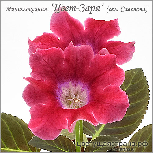 Цвет-Заря-в-2022.jpg