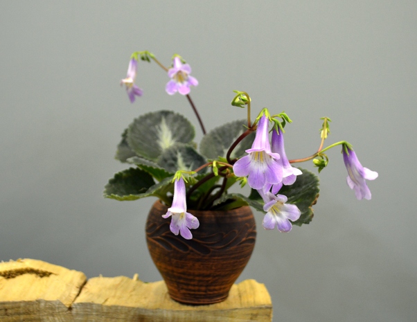 Primulina brassicoides `Marble Leaf