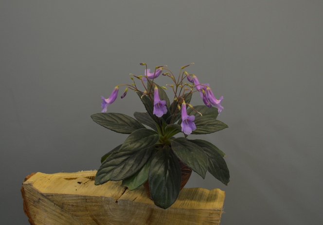 Primulina Chastity