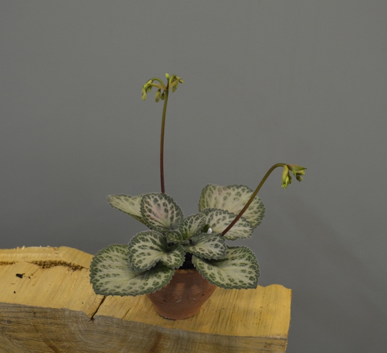 Primulina ‘Loki’