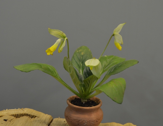 Primulina lutea