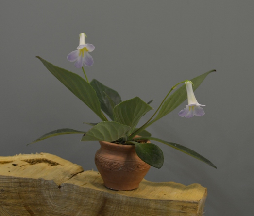 p.guenlensis