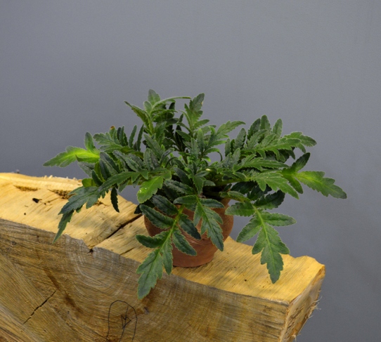 Primulina pinnata