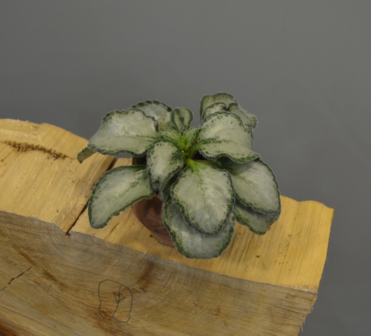 Primulina Betty