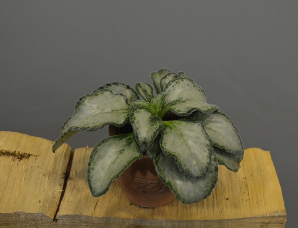Primulina Betty