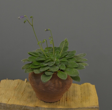 Primulina petrocosmeoides Bo Pan &amp; Fang Wen sp. nov. (Gesneriaceae)