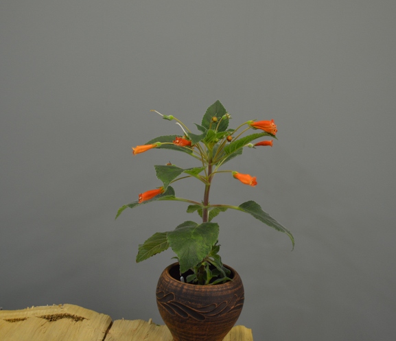Колерия spicata