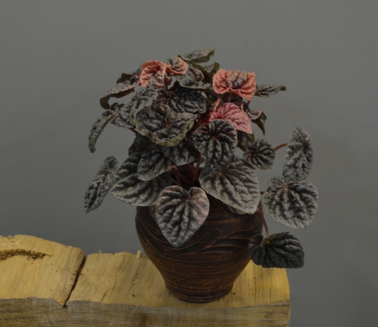 пеперомии пинк леди/peperomia pink lady