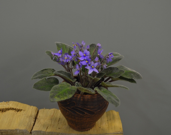 Saintpaulia teitensis
