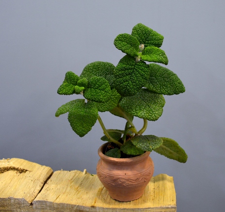 Sinningia bullata