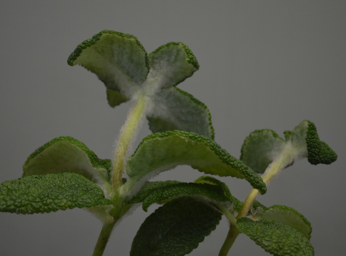 Sinningia bullata