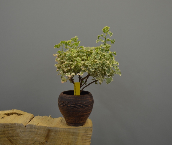 P. Crispum (Variegated Prince Rupert)‘