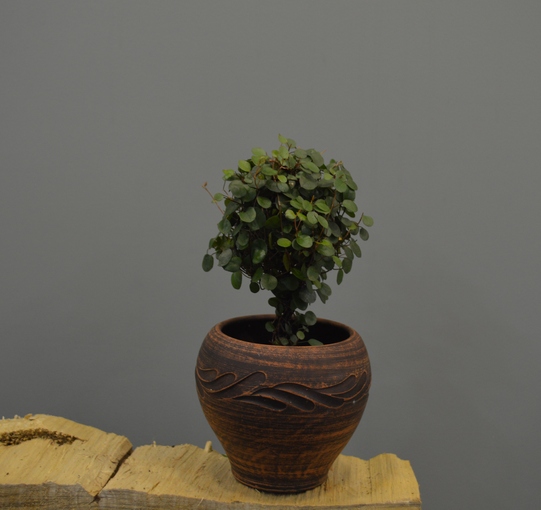 Мюленбекия спутанная (лат. Muehlenbeckia complexa)