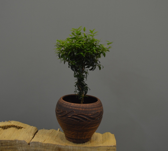 Мирт (Myrtus)