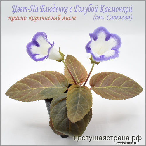 Цвет-На-Блюдечке-с-Голубой-Каемочкой.jpg