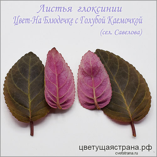 Цвет-На-Блюдечке-с-Голубой-Каемочкой-листва.jpg