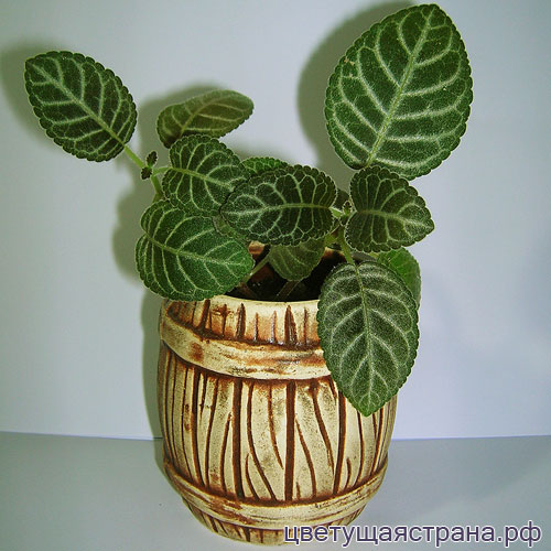 Sinningia speciosa 'Regina' молодые листья.jpg