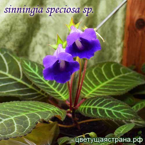 Sinningia speciosa 'Regina'.jpg