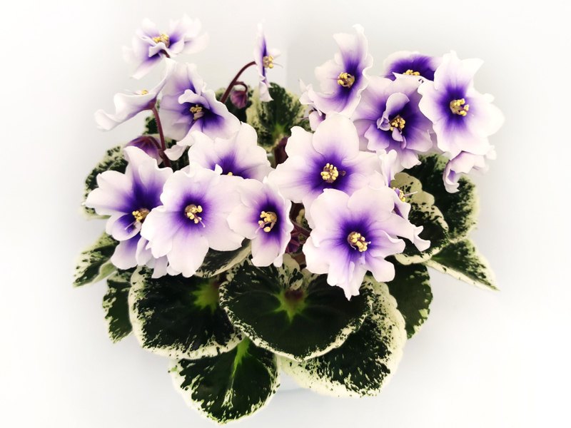 Р-Дурман.jpg