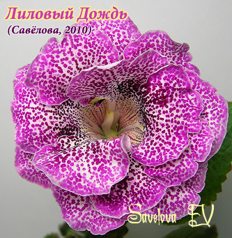Лиловый-Дождь_99к.jpg