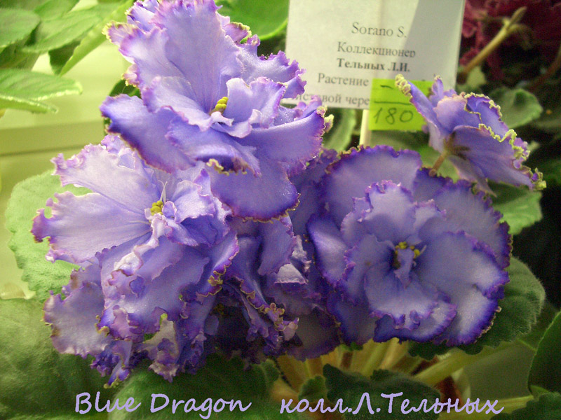 Blue Dragon.jpg