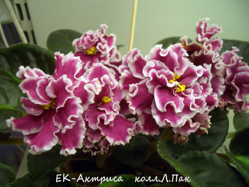 ЕК-Актриса.jpg