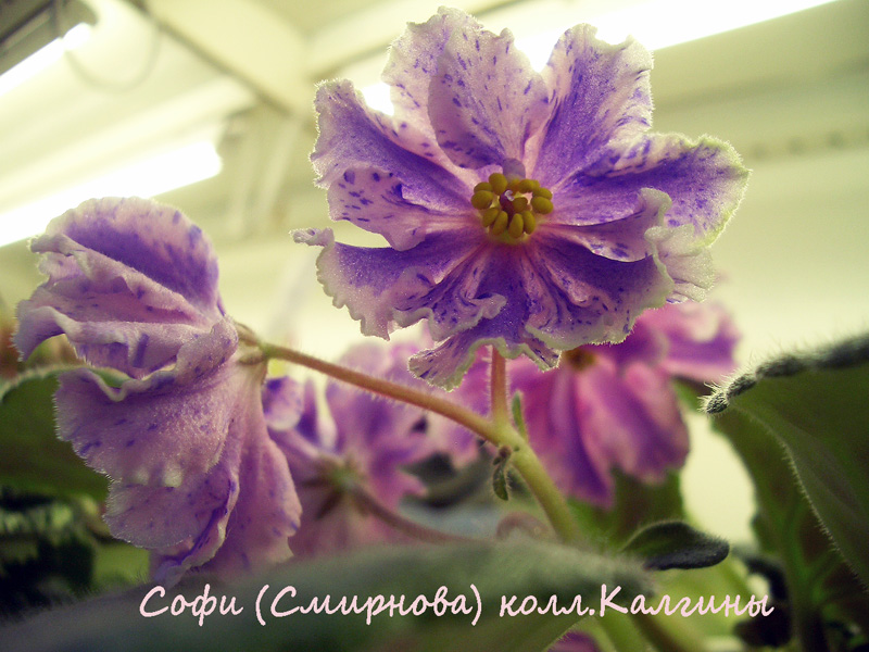 Софи.jpg