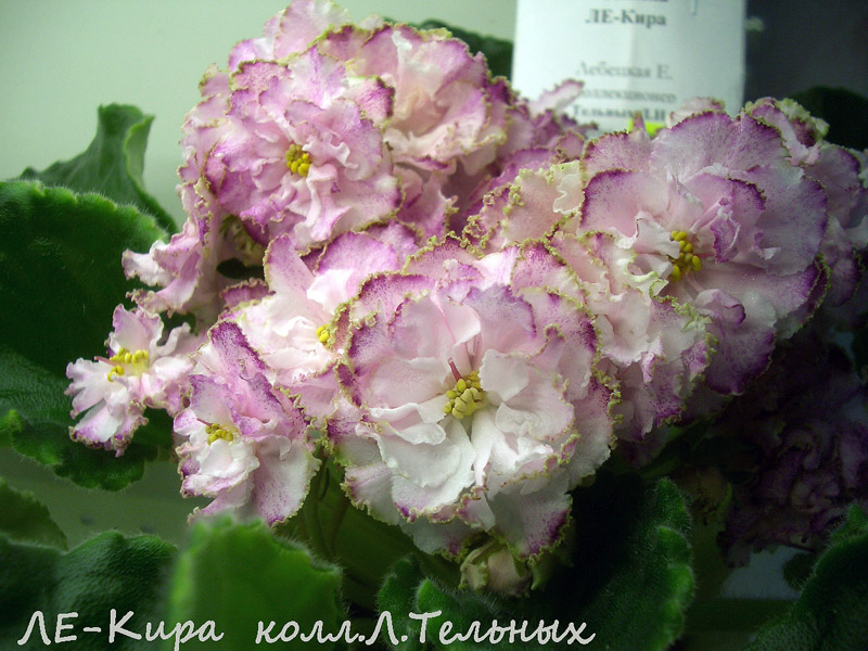 ЛЕ-Кира.jpg