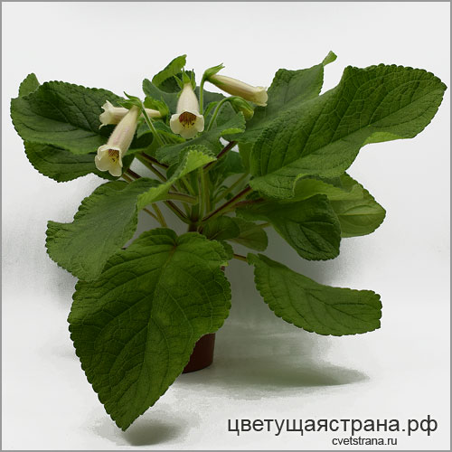 sinningia-Solstice-в-2022-центр-цветка.jpg